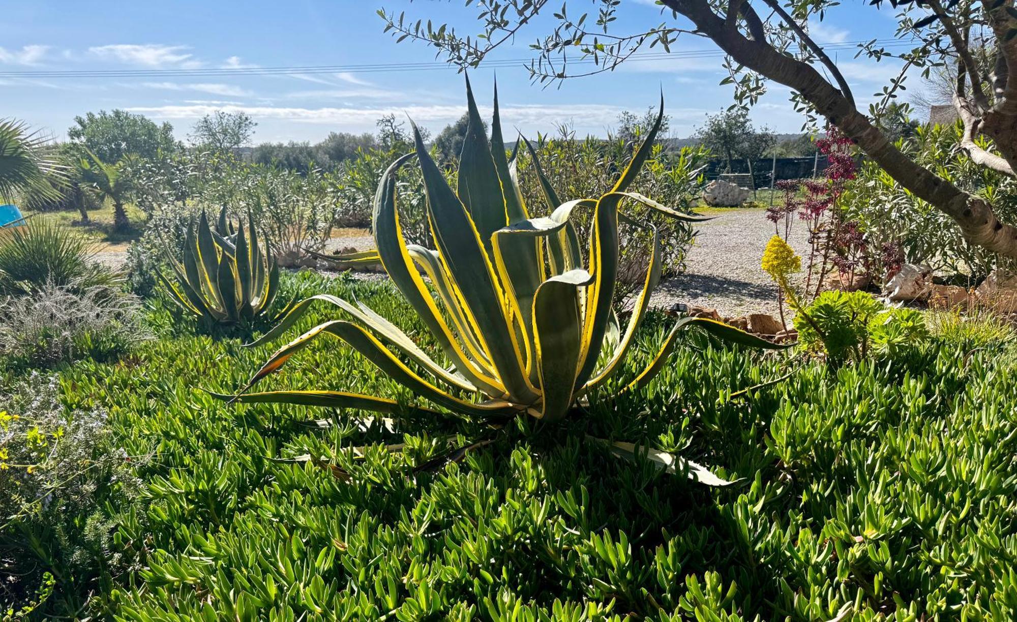 Finca Es Velar Santanyi Ngoại thất bức ảnh